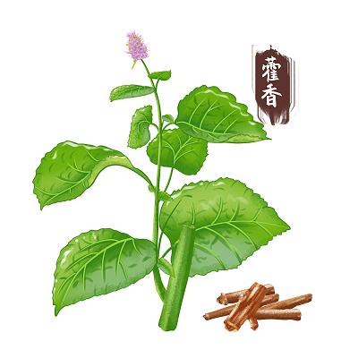 藿香:揭开属性面纱,解读功能主治、药材性状及日常食用法?插图 藿香:揭开属性面纱,解读功能主治、药材性状及日常食用法?插图