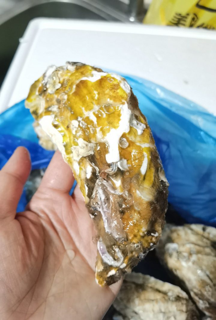 牡蛎：中药属性深度探索！性状与主治症状揭秘，方剂挑选策略何在？插图1