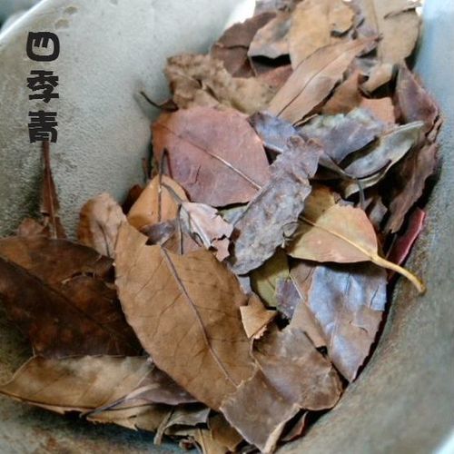 四季青叶中药属性与功效：清热解毒作用、药材属性分类及消炎方剂举例