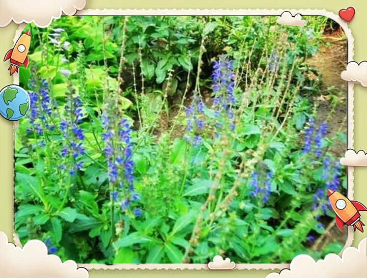 石见穿：探索独特属性，解锁功能主治、药材性状与食用技巧？插图