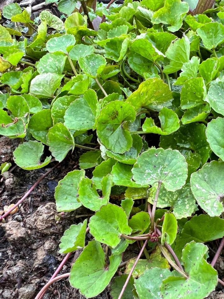 积雪草：探秘属性世界，了解功能主治、药材性状与食用妙招？