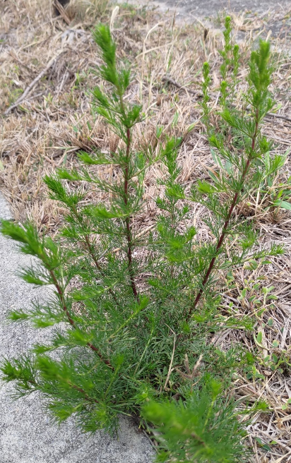 茵陈蒿：剖析属性内涵，明晰功能主治、药材性状及食用指南？插图