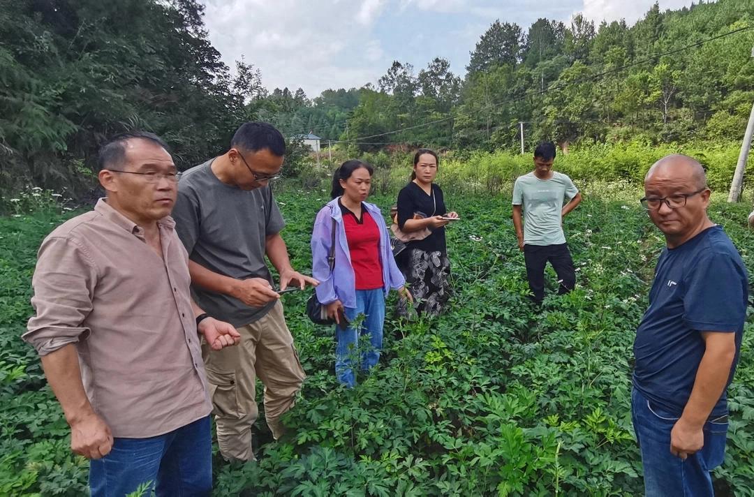 黔东南州唯一！贵州金草海公司项目获省科技进步奖，引领喀斯特中药材生态种植创新插图