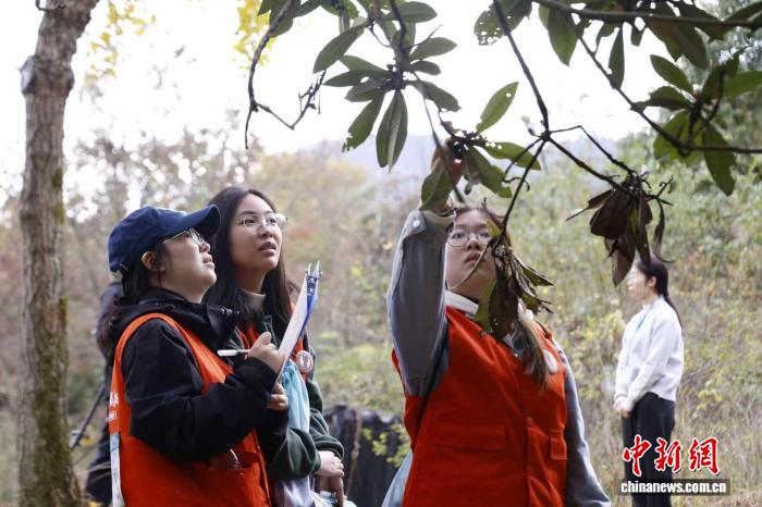 “问道大盘山・好药出磐安” 大学生寻药比赛开赛，如何以赛促中医药人才培养与文化传播？插图1