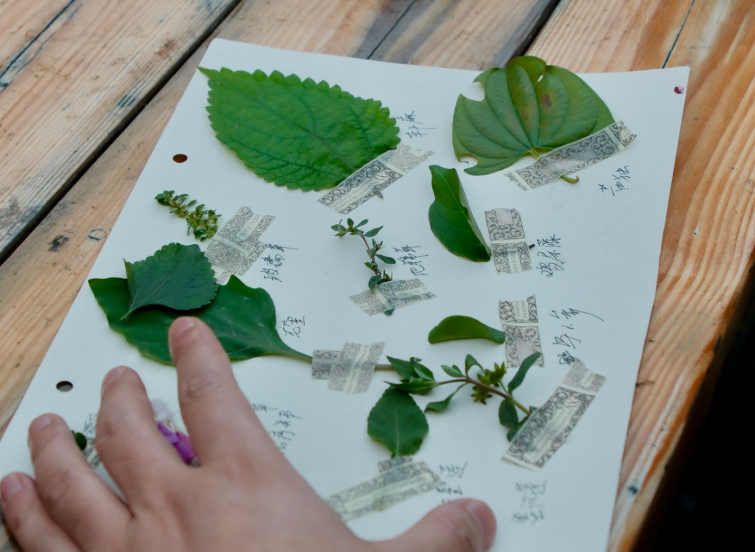 “茶山姑娘” 巾帼共富工坊的 “小小中医师” 自然研学活动有哪些精彩内容？对乡村振兴有何助力？插图1