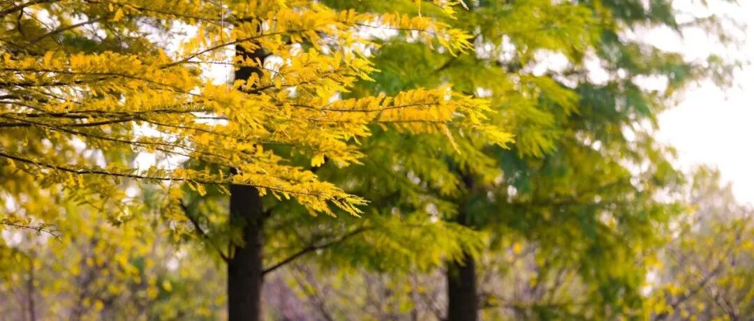 葫”助气血 “艾”护健康，宝山市民身边的上海市中医特色专病专科（社区）→插图24
