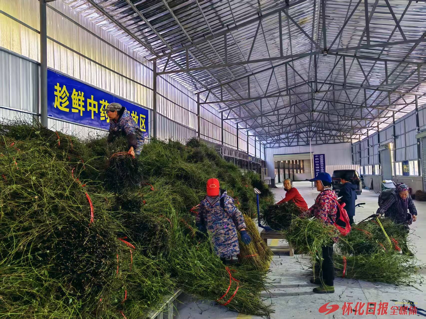 通道侗乡：弯弯钩藤成 “金钩” 中医药产业铺就富民路插图1