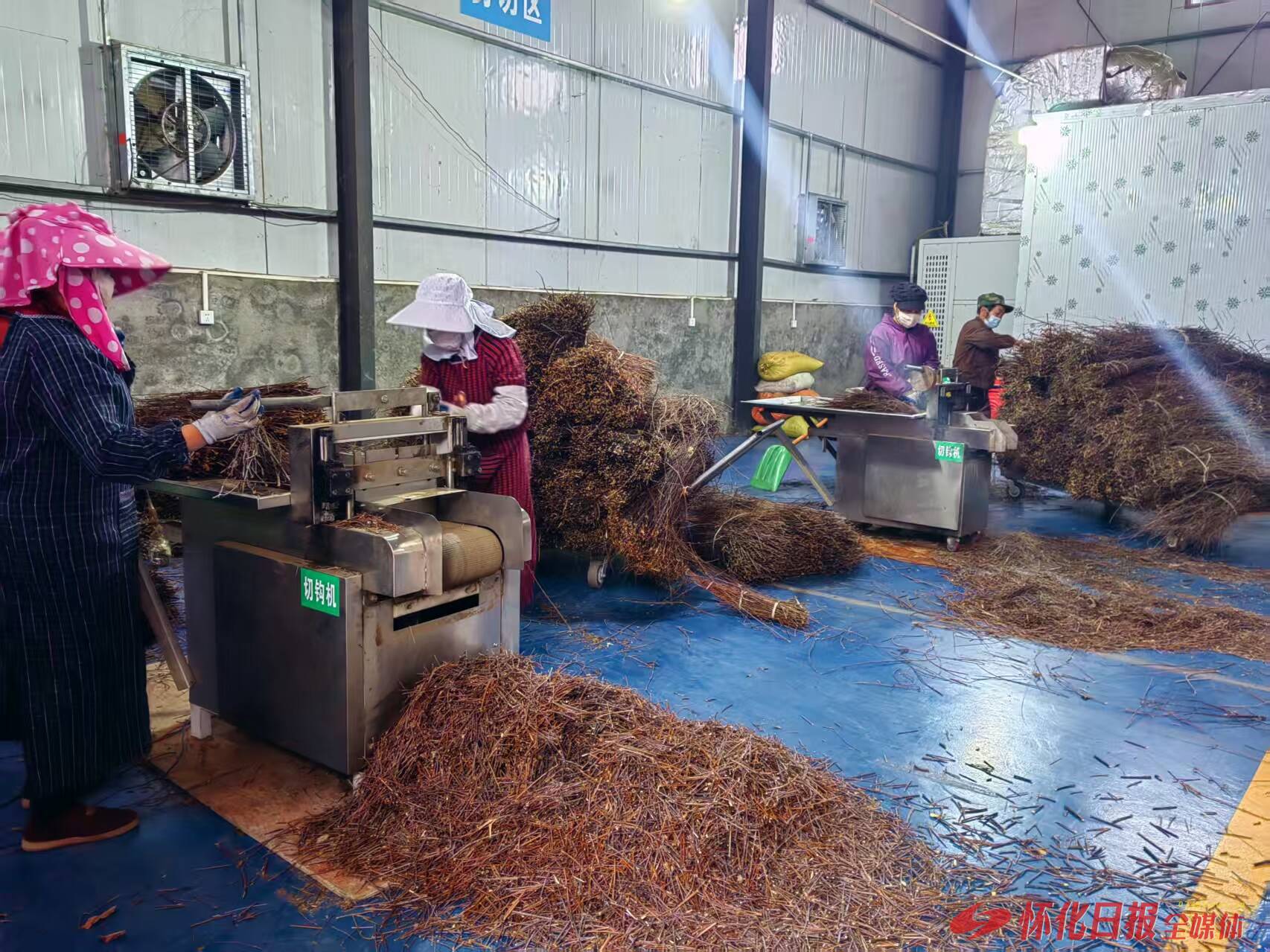 通道侗乡：弯弯钩藤成 “金钩” 中医药产业铺就富民路插图2