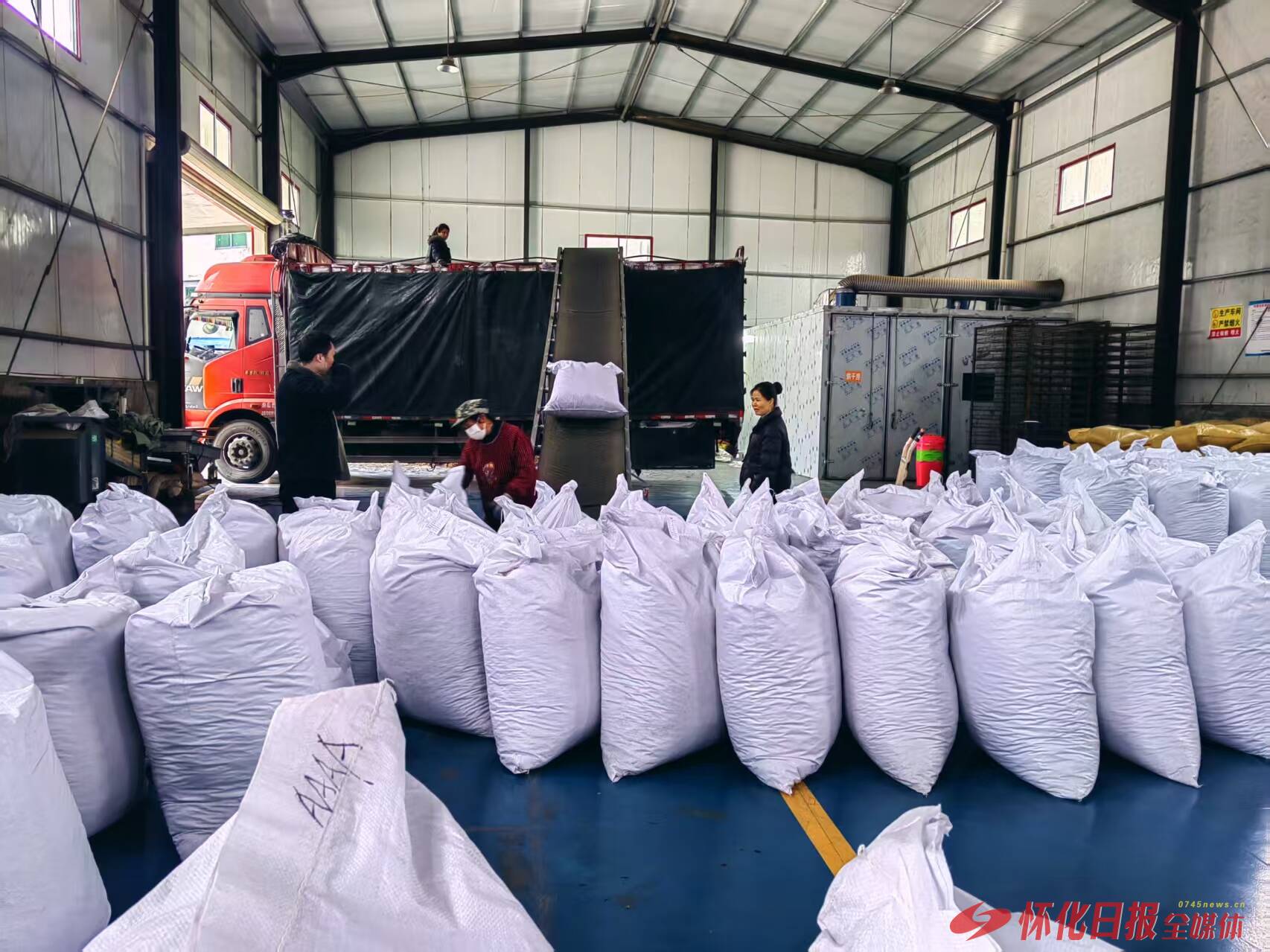 通道侗乡：弯弯钩藤成 “金钩” 中医药产业铺就富民路插图3