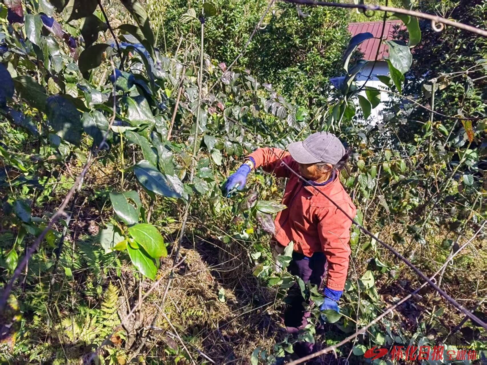 通道侗乡：弯弯钩藤成 “金钩” 中医药产业铺就富民路
