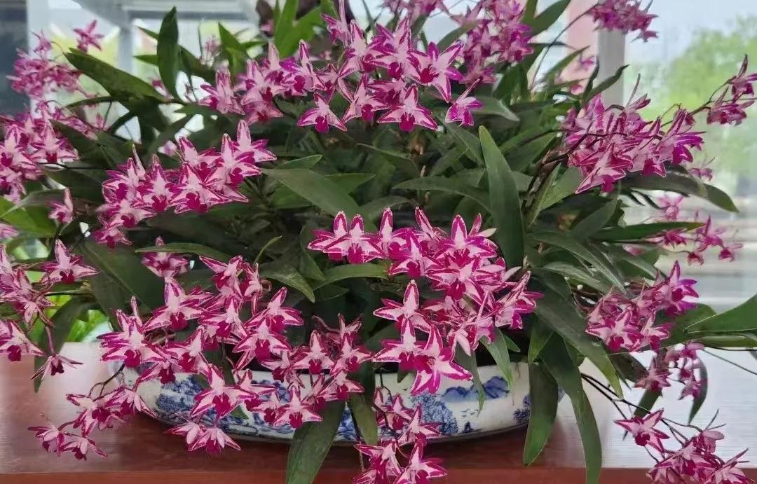 四川多地如何打造中医药文旅新名片？青白江、郫都、筠连三地各有何独特做法与亮点？插图3