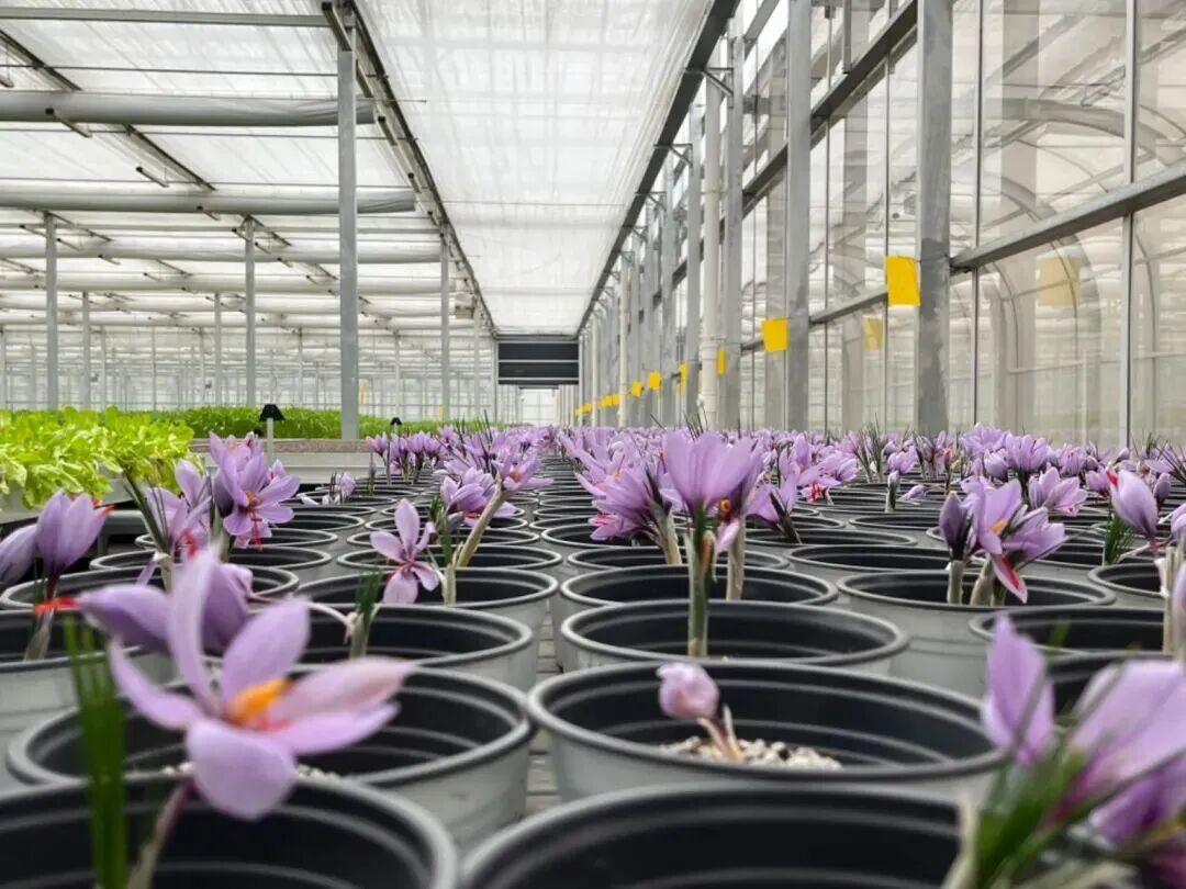 裕亨中医视角：裴瑾团队 4 年攻坚，成就《中医药 – 西红花》国际标准插图2