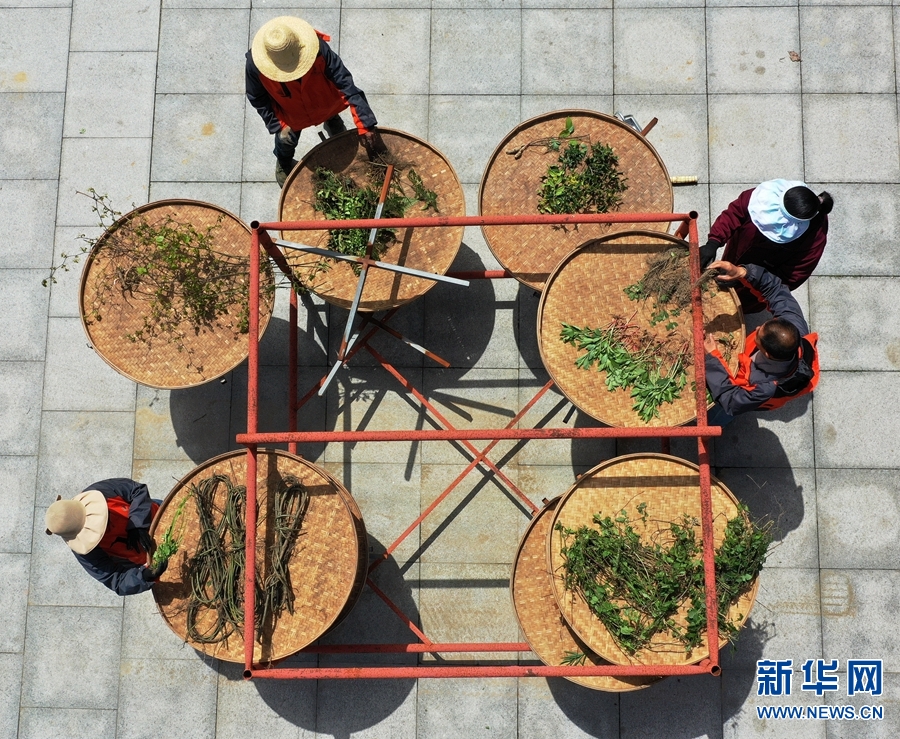 道地药材产区集中度持续提升